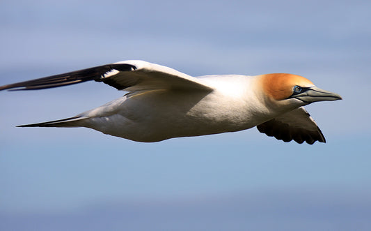 Muriwai's Gannet