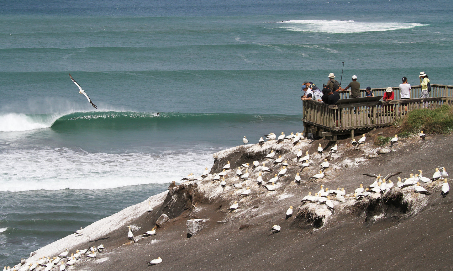 Muriwai Lookout