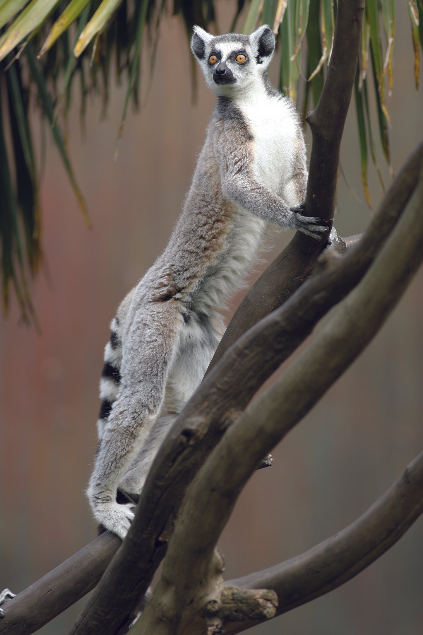 Lemur