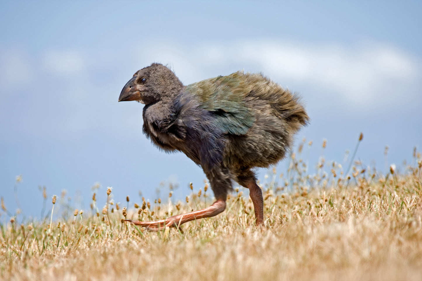 Takahe Chick