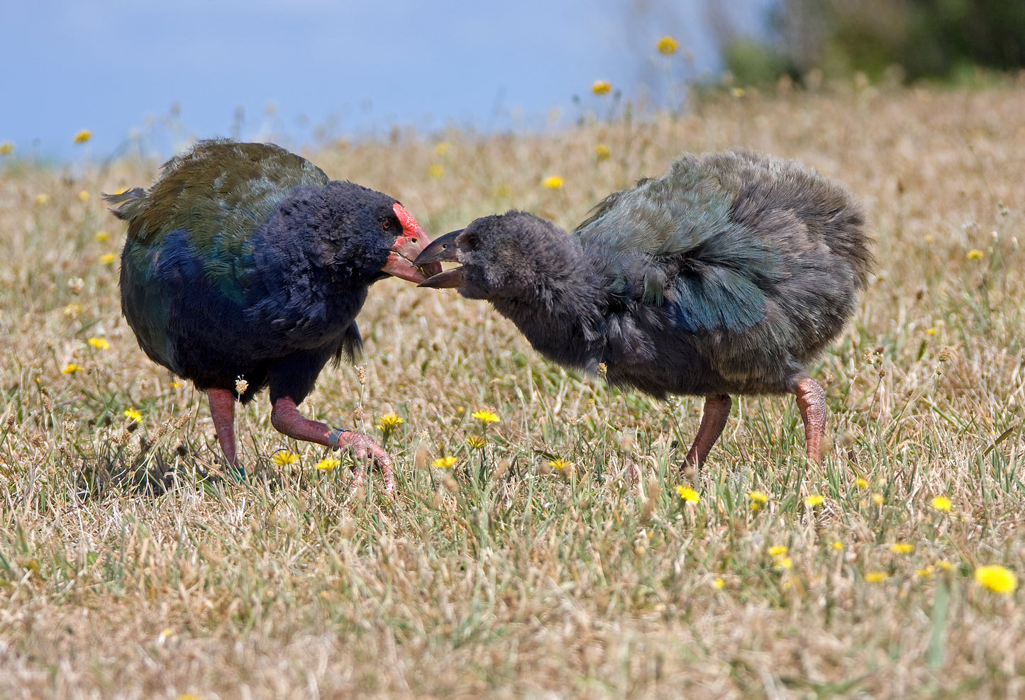 Takahe Mother & Chick