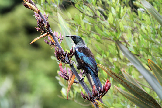 Tui on NZ native Flax